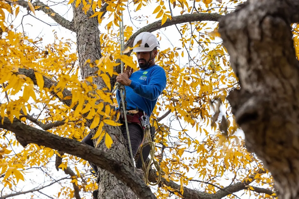 Skilled Tree Transplanting crew working in Russellville